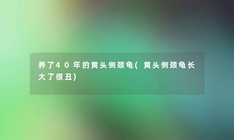 养了40年的黄头侧颈龟(黄头侧颈龟长大了很丑)